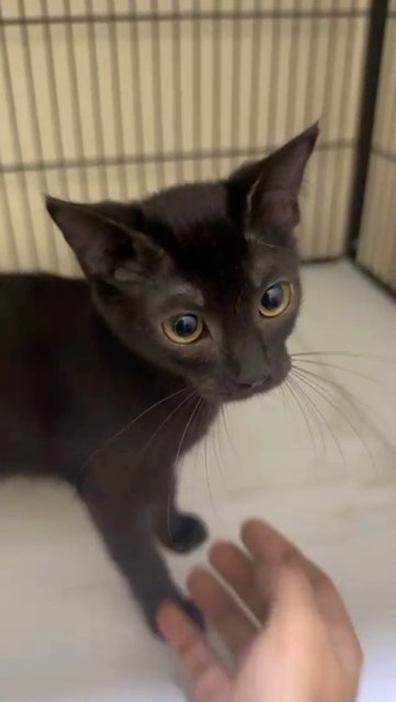 Porsche - Domestic Short Hair Cat