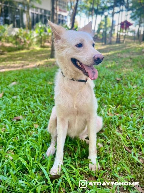 Abby - Mixed Breed Dog