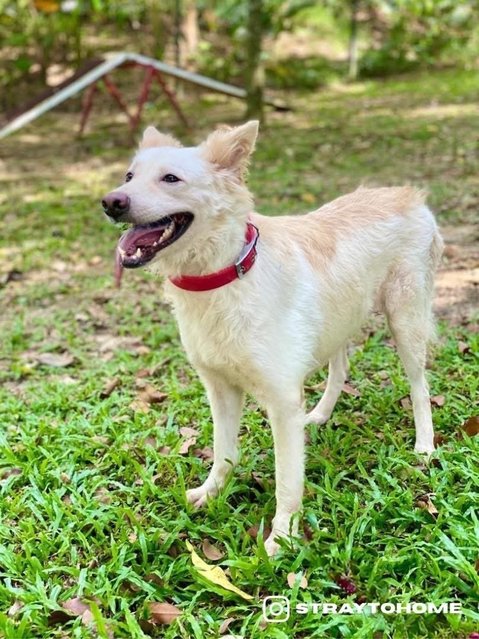 Abby - Mixed Breed Dog