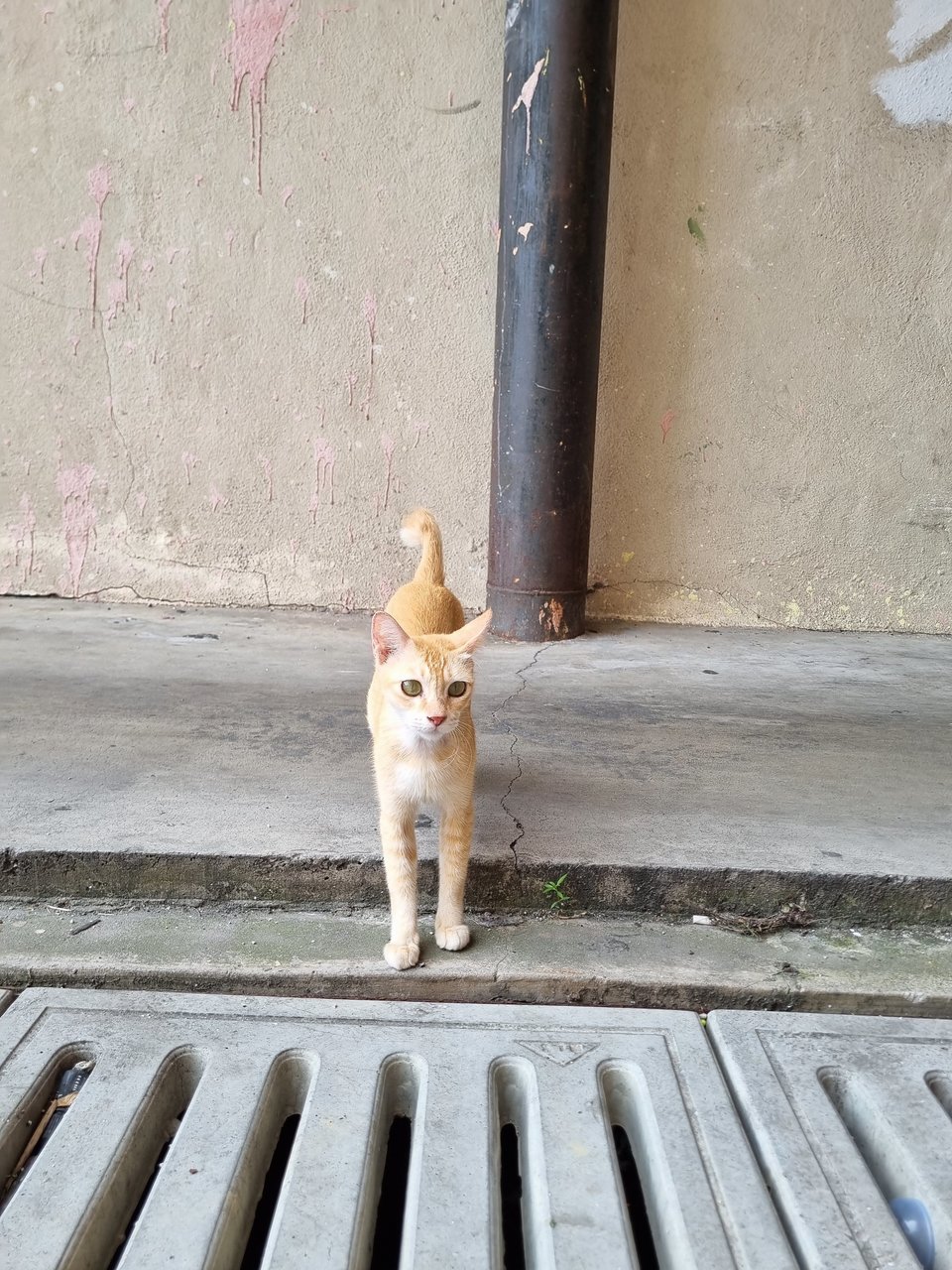 Maple  - Domestic Short Hair Cat