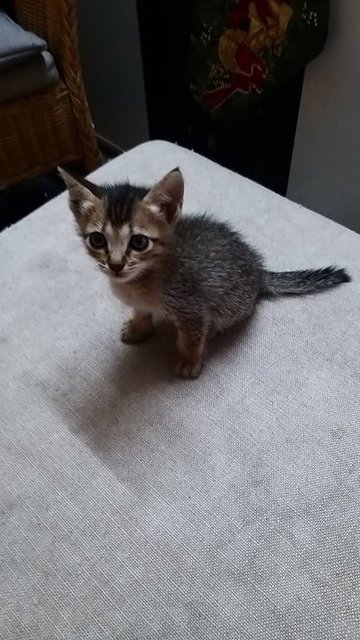 Baby - Domestic Short Hair Cat