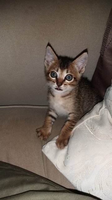 Baby - Domestic Short Hair Cat