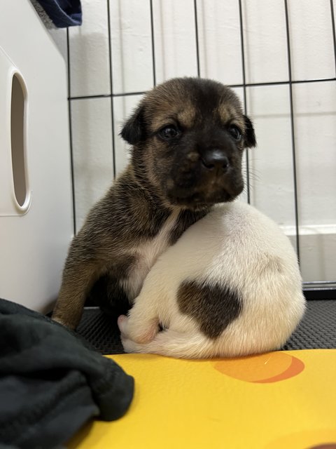 Brownie And Patsy - Mixed Breed Dog