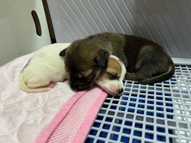 Brownie And Patsy - Mixed Breed Dog