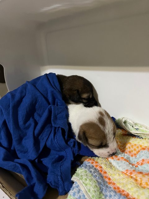 Brownie And Patsy - Mixed Breed Dog