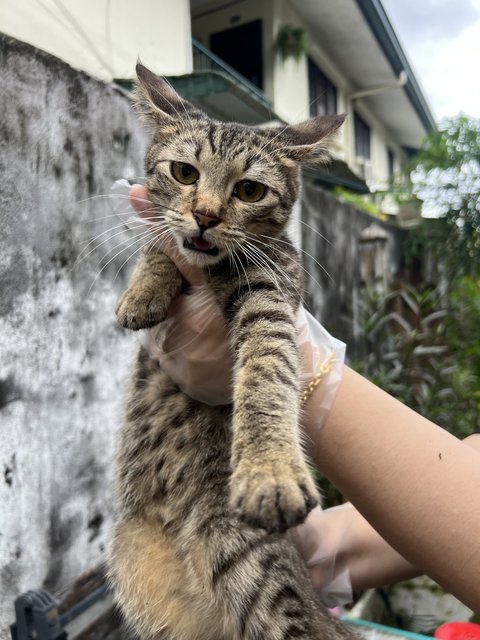 Pak Aji - Domestic Short Hair Cat