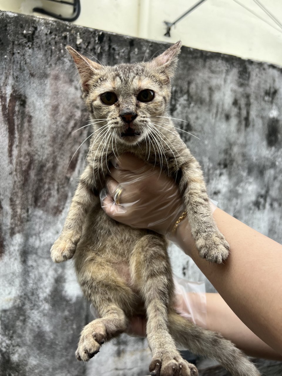 Baby Bear - Domestic Short Hair Cat