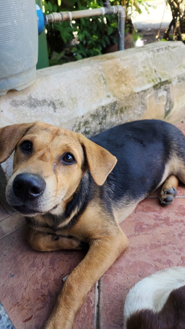 Odie - Mixed Breed Dog