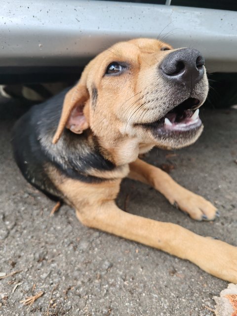 Odie - Mixed Breed Dog