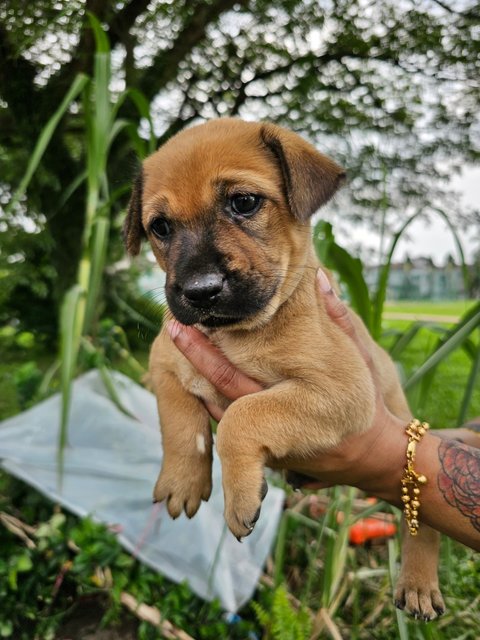 Kissy-face &amp; Kiss-mi - Mixed Breed Dog