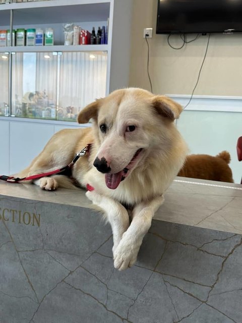 Muji - Siberian Husky Mix Dog