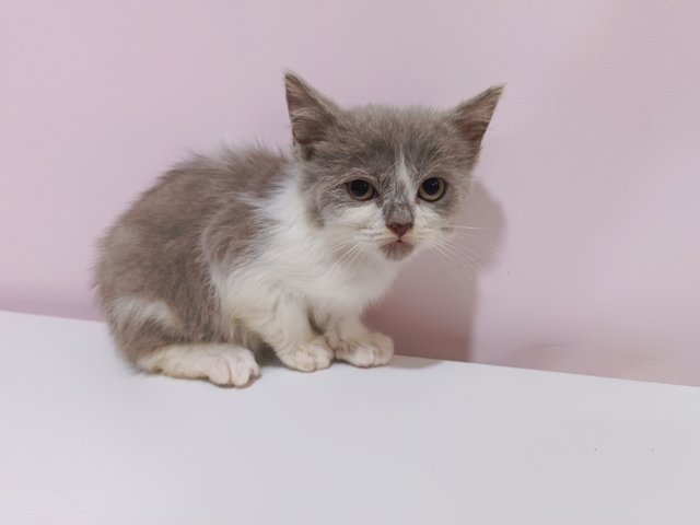 Mochá - British Shorthair Cat