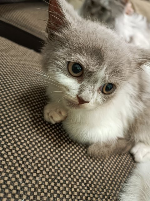 Mochá - British Shorthair Cat