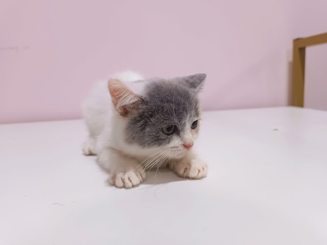 Mochï - British Shorthair Cat