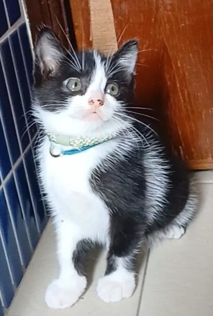 Jodie- Pretty Baby Girl-in Penang  - Domestic Short Hair Cat