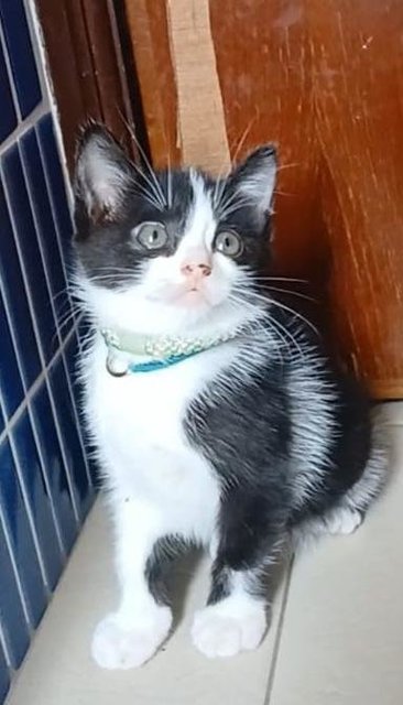 Jodie- Pretty Baby Girl-in Penang  - Domestic Short Hair Cat