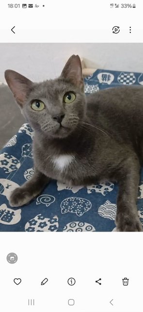 Shades-manja  Grey Female-free-penang  - Domestic Short Hair Cat