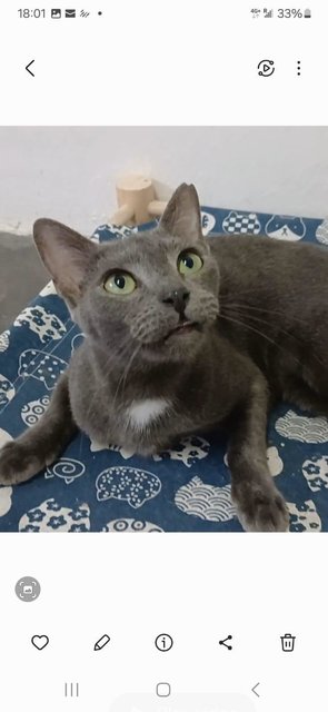 Shades-manja  Grey Female-free-penang  - Domestic Short Hair Cat