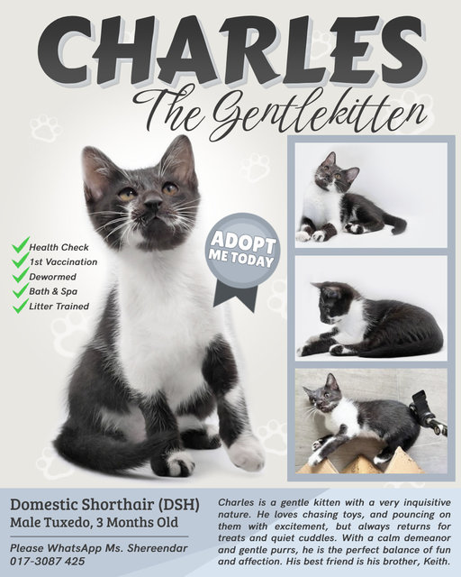 Charles, Keith And Chloe - Domestic Short Hair Cat