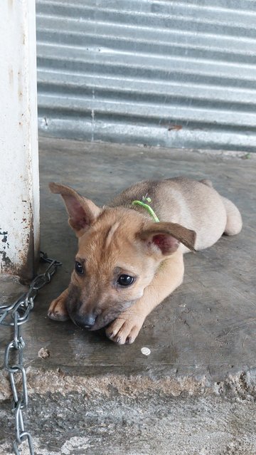 Princess - Mixed Breed Dog