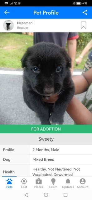 3 Cutties - Mixed Breed Dog