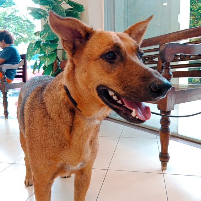 May May - Mixed Breed Dog