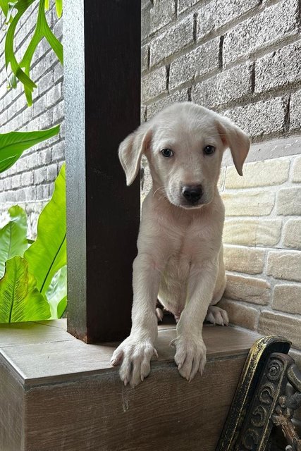 Labrador Mixed 2 - Labrador Retriever Dog