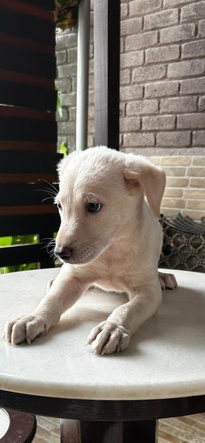 Labrador Mixed 2 - Labrador Retriever Dog