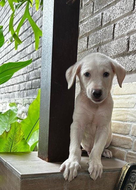 Labrador Mixed 2 - Labrador Retriever Dog