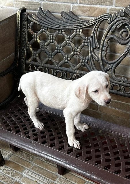 Labrador Mixed 2 - Labrador Retriever Dog