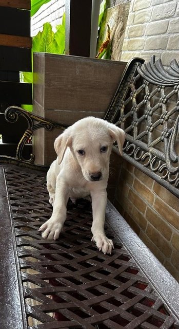 Labrador Mixed 2 - Labrador Retriever Dog