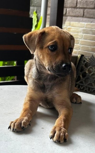 Labrador Mixed 2 - Labrador Retriever Dog