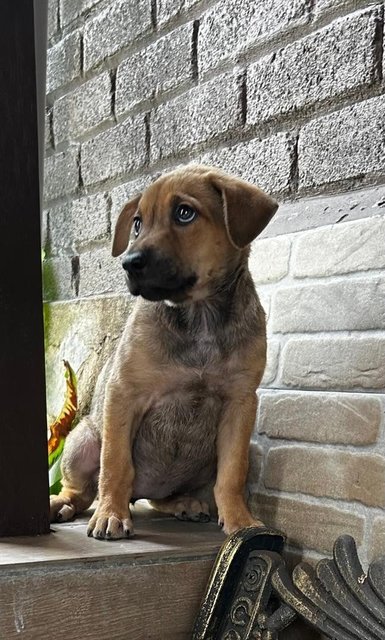 Labrador Mixed 2 - Labrador Retriever Dog