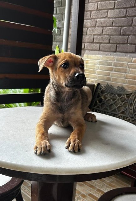 Labrador Mixed 2 - Labrador Retriever Dog