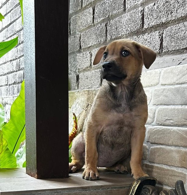 Labrador Mixed 2 - Labrador Retriever Dog