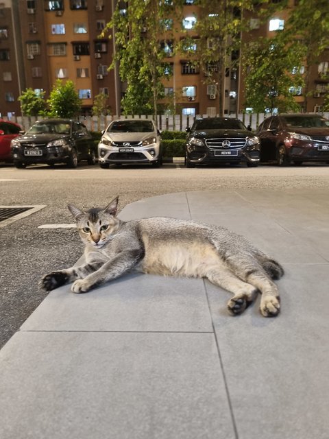 Deffany - Tabby Cat