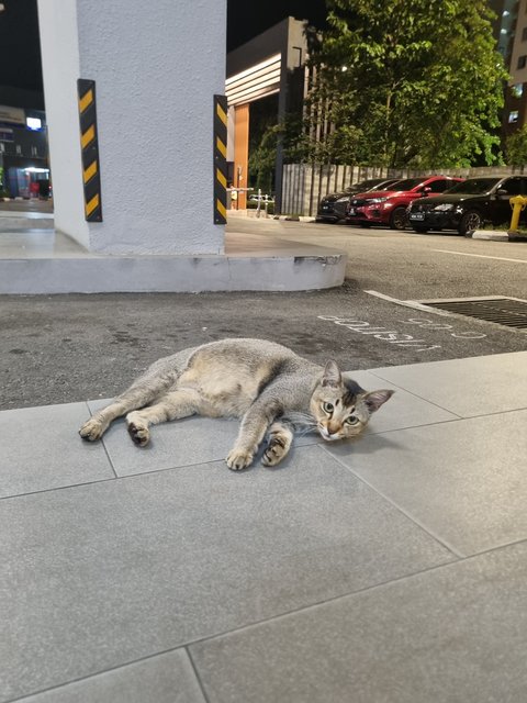 Deffany - Tabby Cat