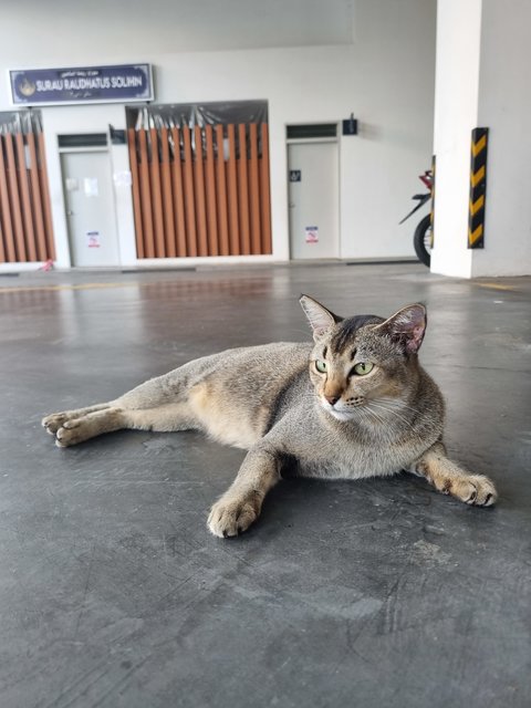 Deffany - Tabby Cat
