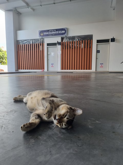 Deffany - Tabby Cat