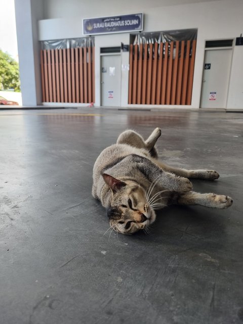 Deffany - Tabby Cat