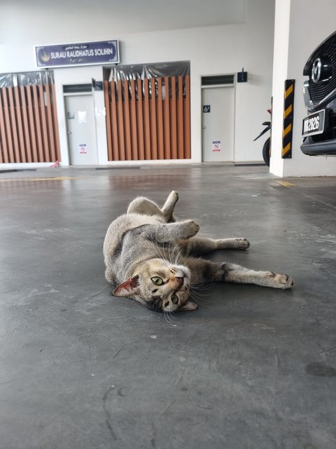 Deffany - Tabby Cat