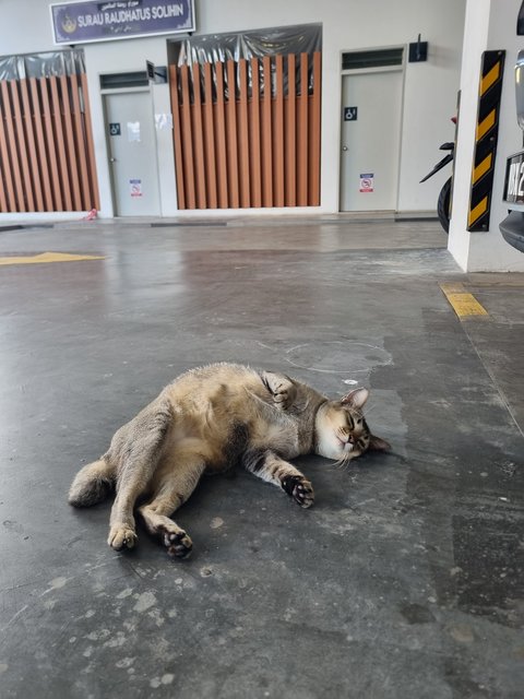 Deffany - Tabby Cat