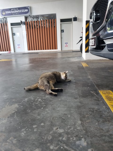Deffany - Tabby Cat