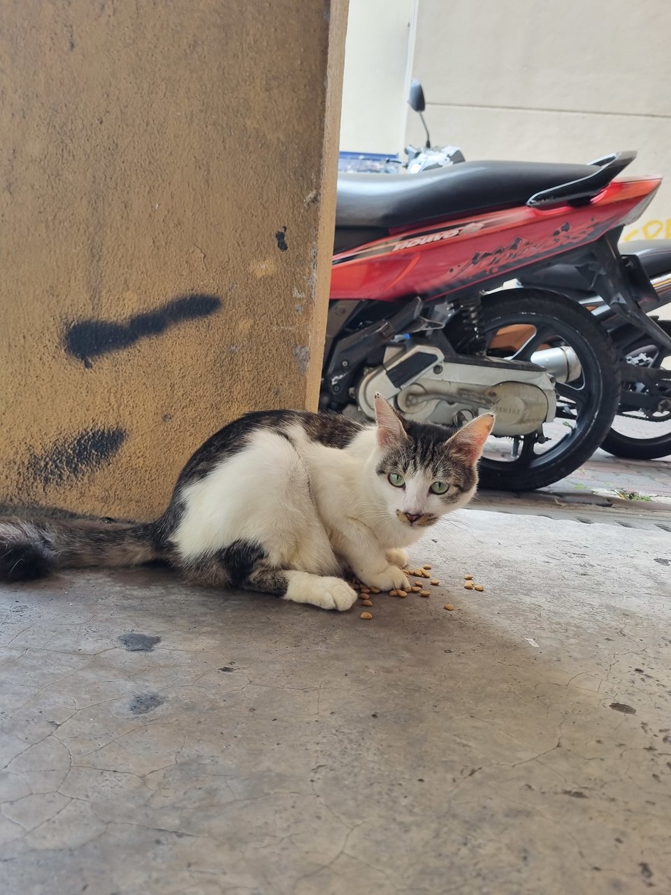 Vincy - Domestic Long Hair Cat