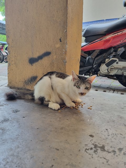 Vincy - Domestic Long Hair Cat