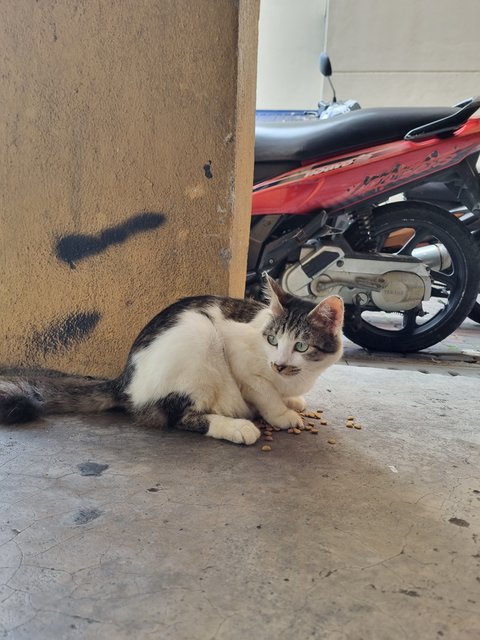 Vincy - Domestic Long Hair Cat