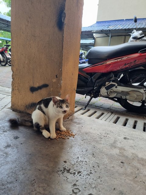 Vincy - Domestic Long Hair Cat