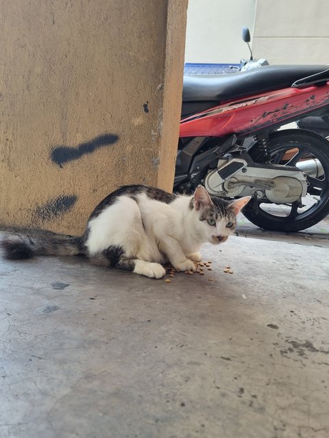 Vincy - Domestic Long Hair Cat