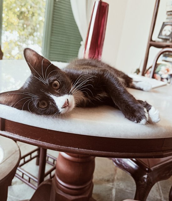 Tuk Tuk  - Domestic Medium Hair Cat