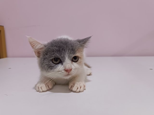 Mochî - British Shorthair Cat